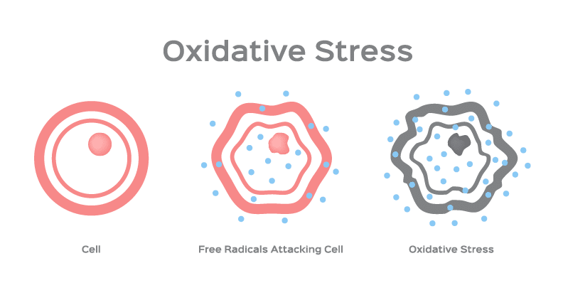 oxidative-stress